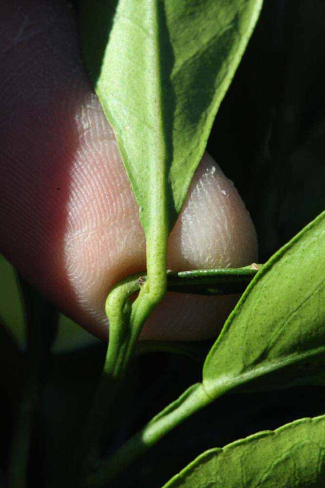              Petiole (Riverside, CA)       